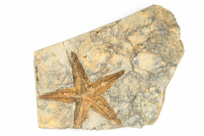Ordovician Starfish (Petraster?) Fossil - Morocco #193740